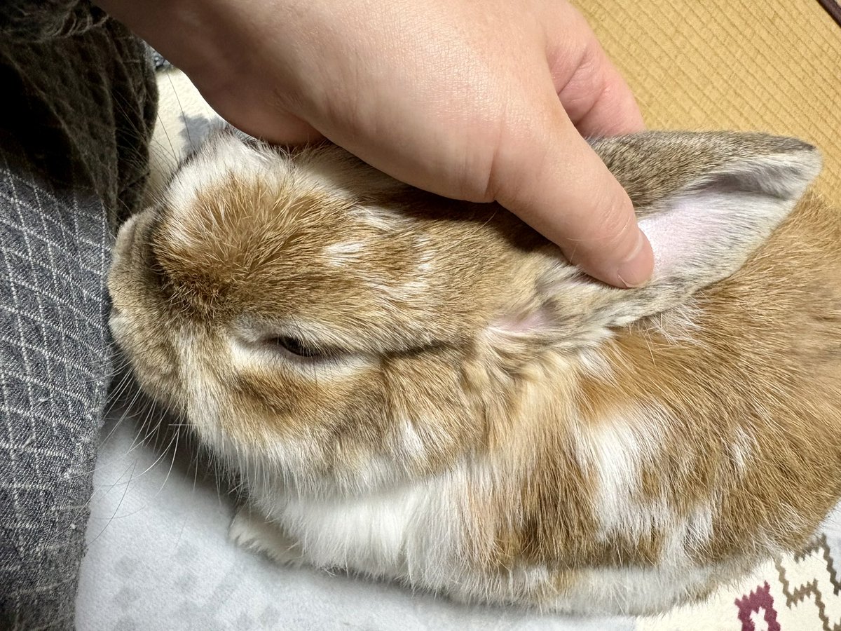 おはぽぽ☁️
#うさぎ　#ホーランドロップ