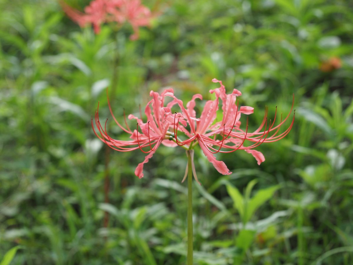 カワハヤ (@uu_nousonseitai) on Twitter photo 