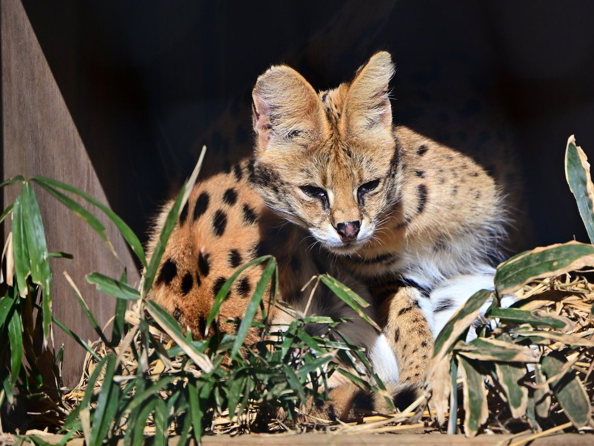 nekooyaji (@nanata35047722) / Posts / X