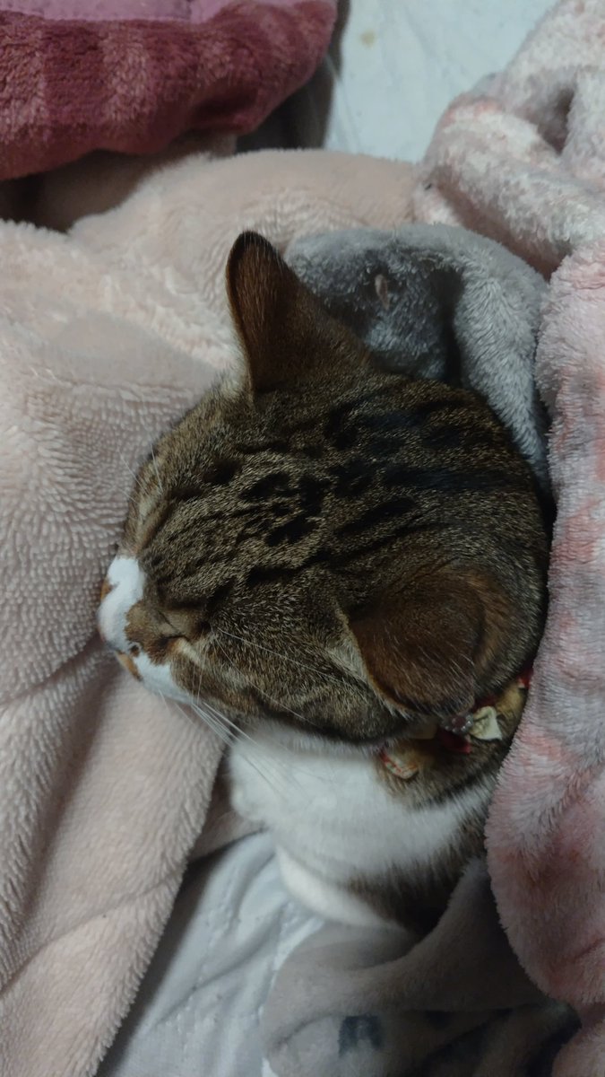 marojimaru1's tweet photo. 何かに見えるんだが・・・
エクレアとか🍩🐱
#猫 #cat https://t.co/NijEvUmwdR