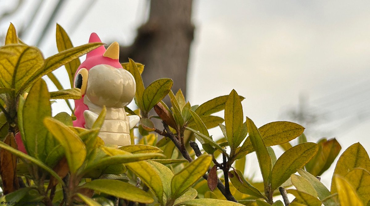 ポケモンキッズであそぼう (@pokekids_1996) on Twitter photo 