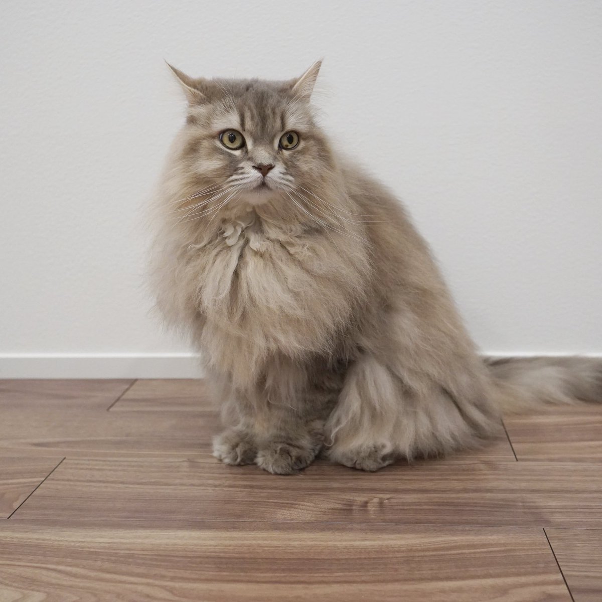 わたあめ (@wataamedetyuyo) / Posts / X