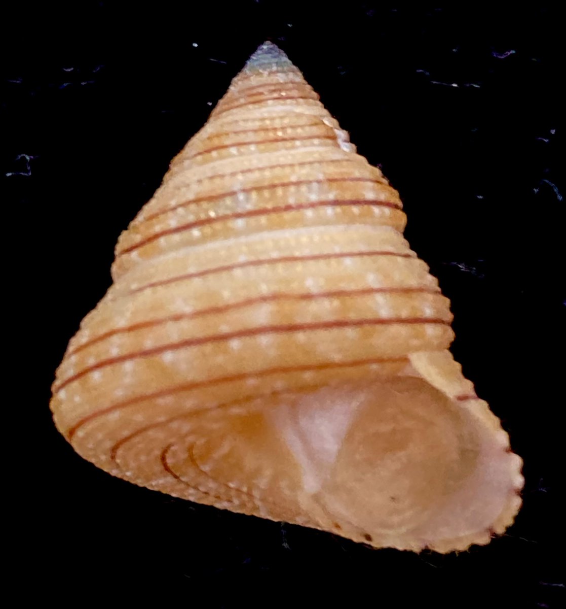 貝殻日和 (@uvYHeMSrf1DLWwf) / Posts / X