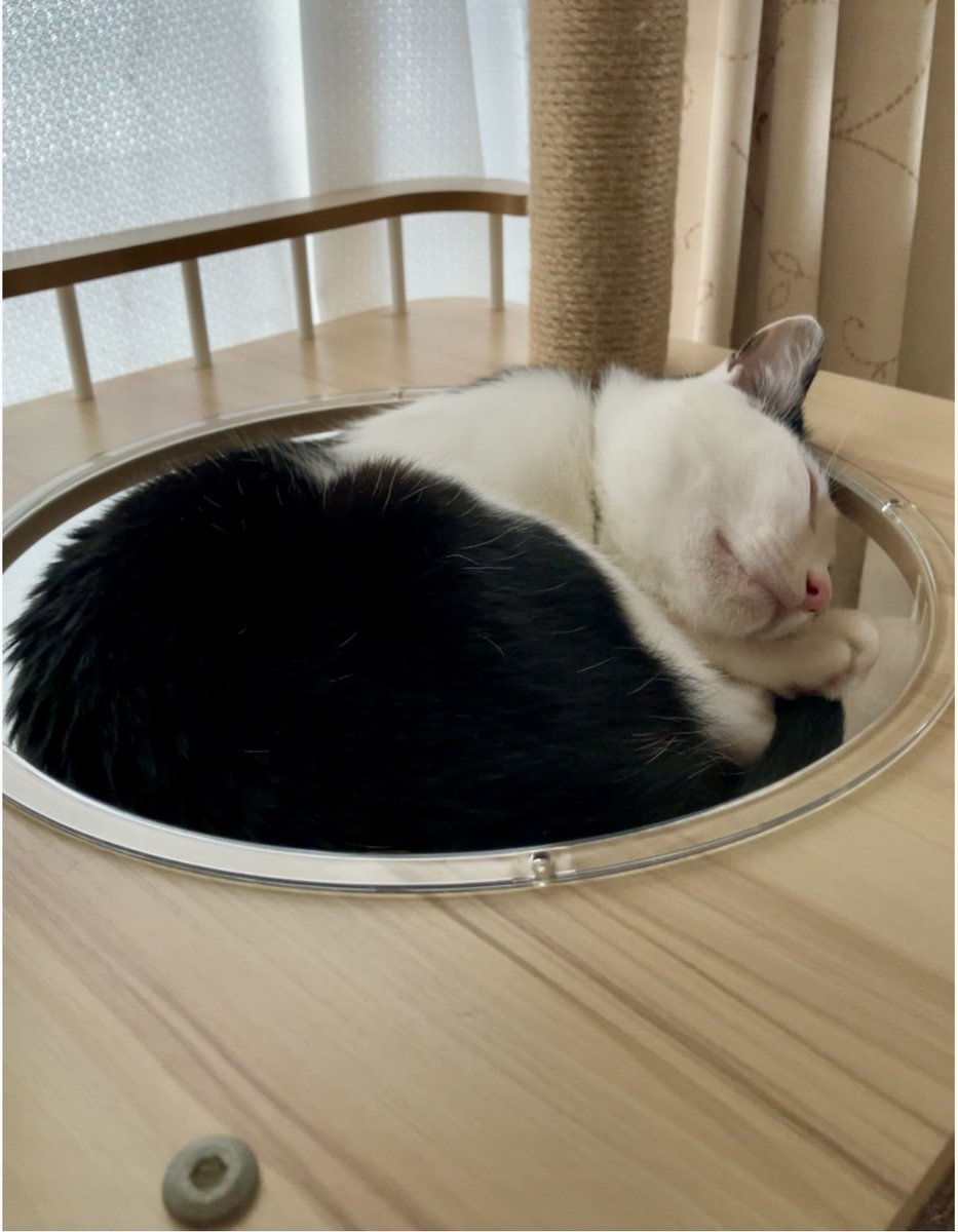 んまぁ〜っ😍
なんて愛らしい寝顔💤
まん丸スッポリ✊❣️