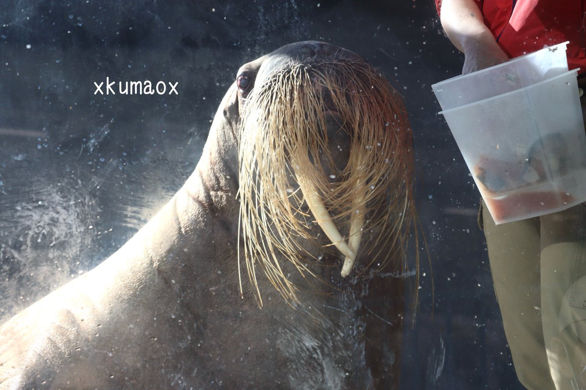 kuma (@XkumaoX) / Posts / X