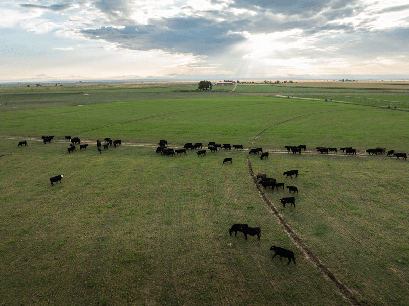 American AgCredit tweet media