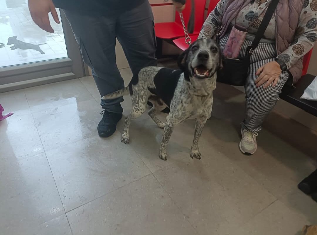MarioliRm's tweet photo. Valencia
A Pluto lo han abandonado los que creia su familia en la perrera😥,el pobre no entiende nada ni yo tampoco😫
Tiene 10 años y es medianito,es muy amoroso,cariñoso y lo esta pasando mal
Te apiadas y le das un hogar?por favor🙏🙏🏿
Contacta por Whatsapp 601463323 https://t.co/8CvHnZThwX
