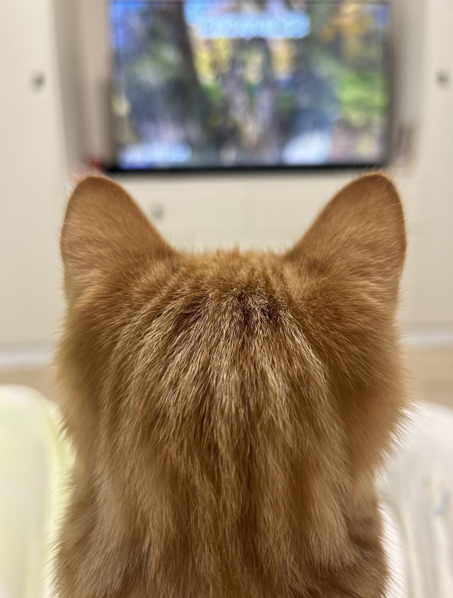 tmszhjh88's tweet image. Cats watch TV very seriously