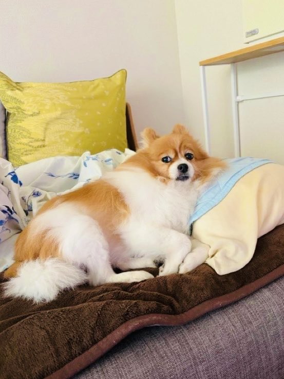 パパさんの枕はわたちゃんの枕。

#ベッド占領ポメラニアン
#ポメラニアン
#犬のいる暮らし
#犬好きさんと繋がりたい