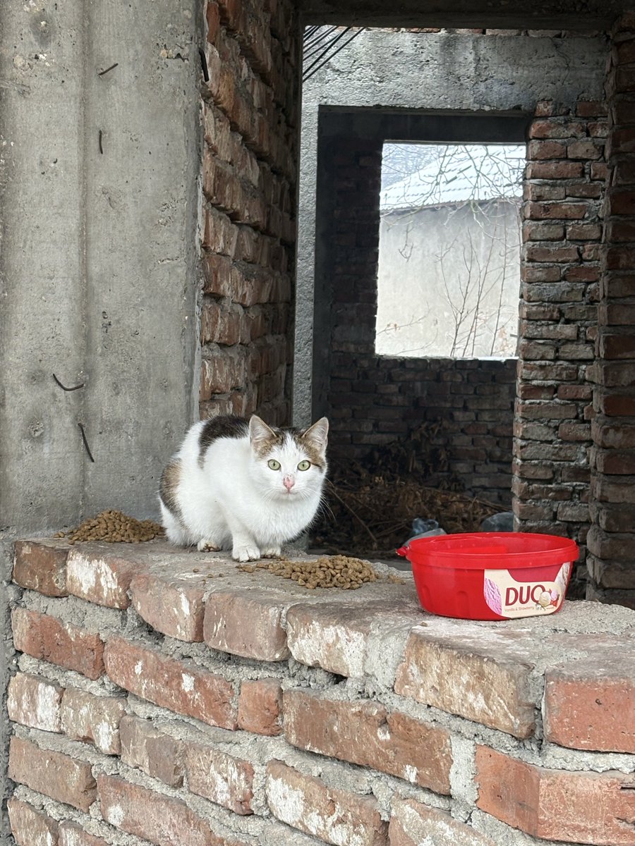 Aleksandar Petrović tweet media