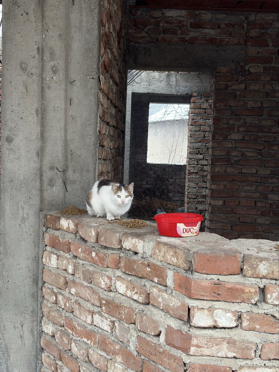 Aleksandar Petrović tweet media