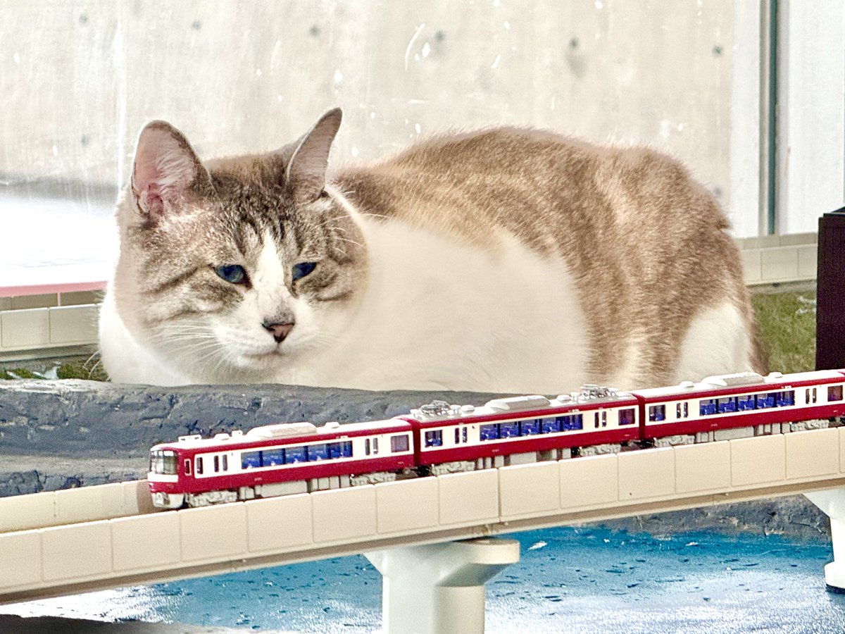 待ってるぜ💪😸