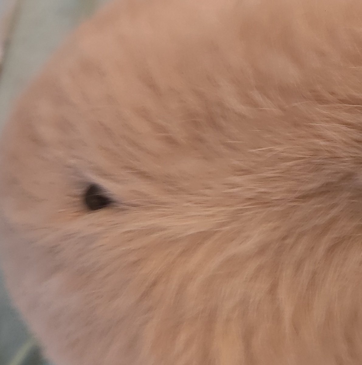 ぱっと見たらコテンって寝転んで すぐ起き上がって…見たら挟まってた🤭