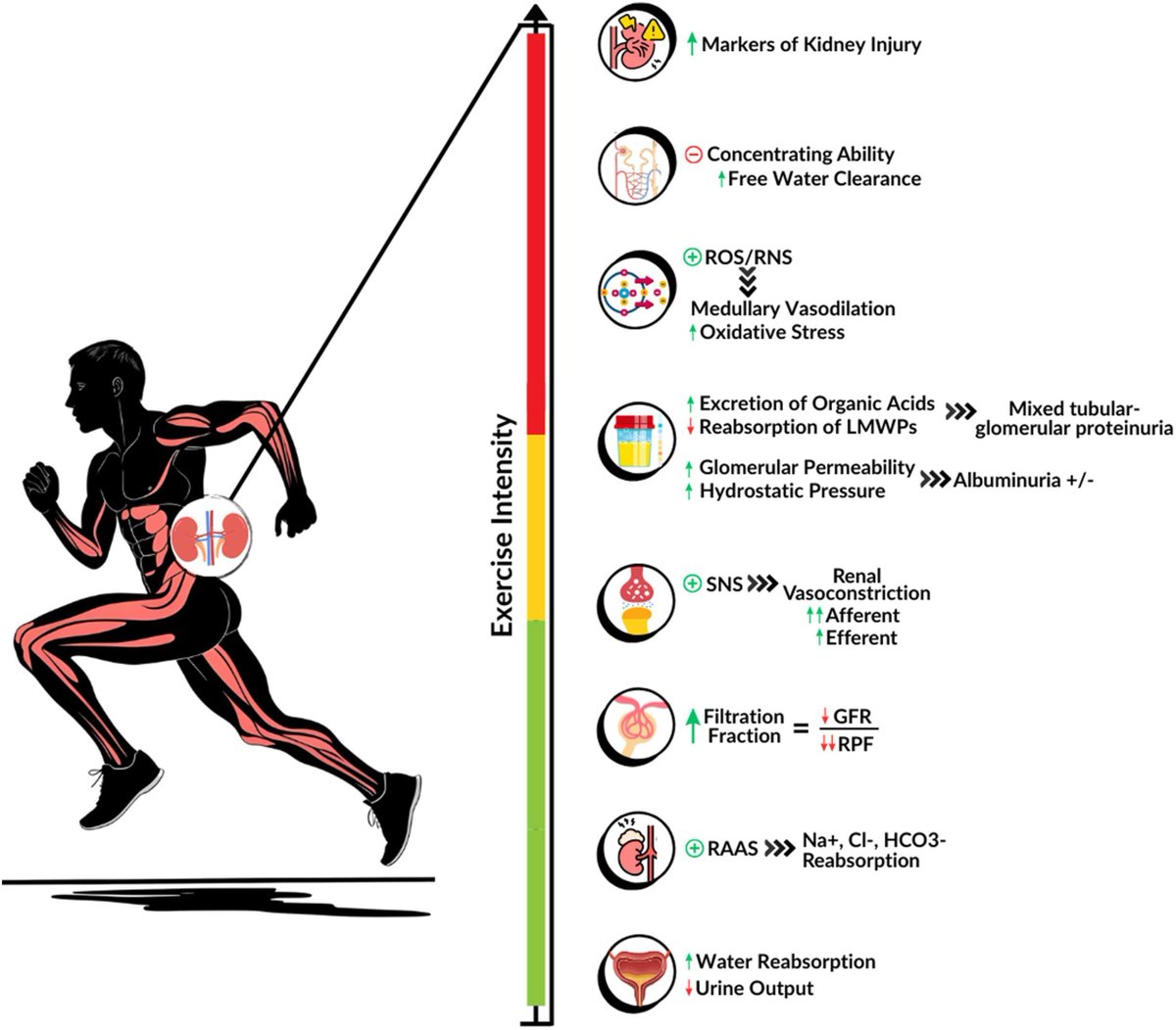 Exercise and Kidney Health: Core Curriculum 2026

bit.ly/3YK6uXv (OPEN ACCESS)

<a href="/LauraAponteBe/">Laura Aponte Becerra, MD.</a>