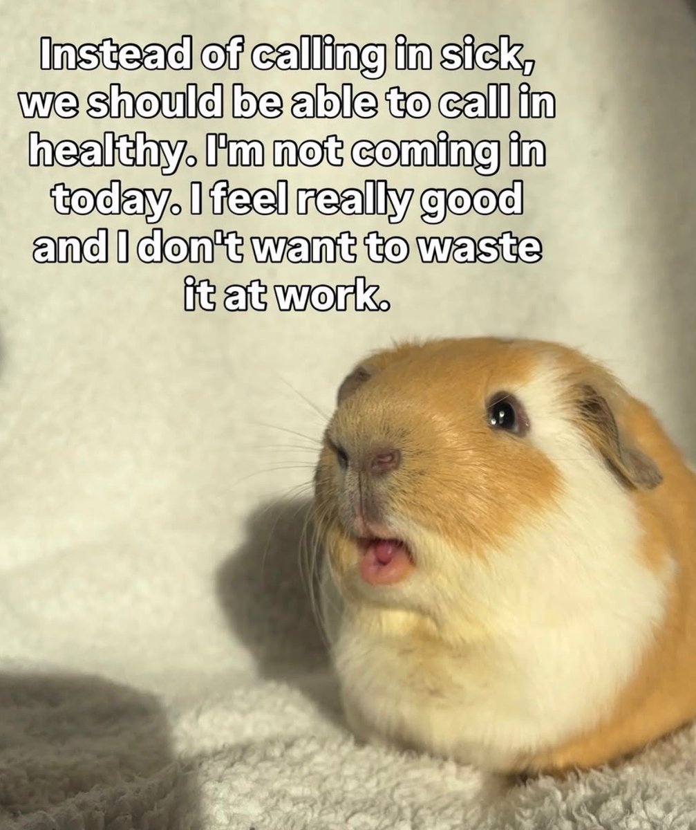 Respectful Memes tweet media