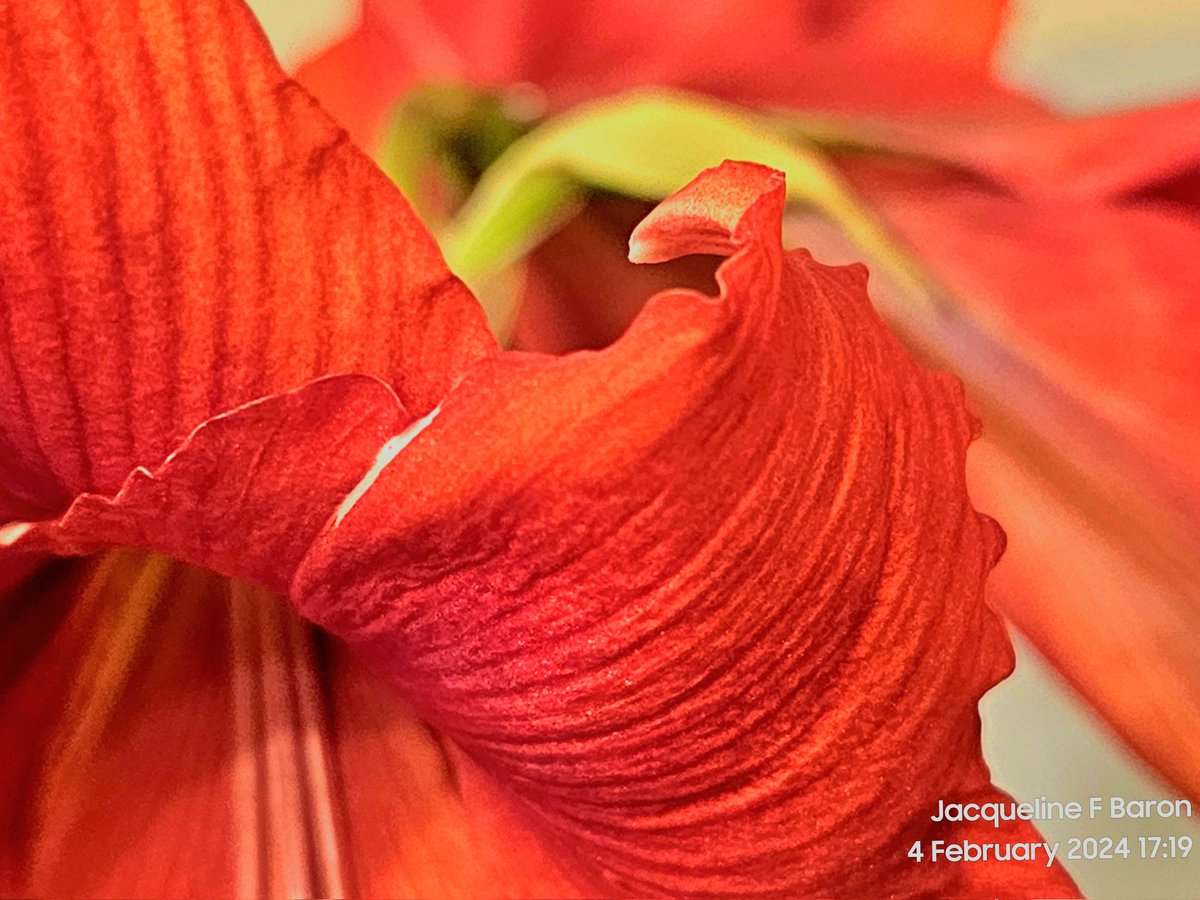 Jacqueline F Baron tweet media