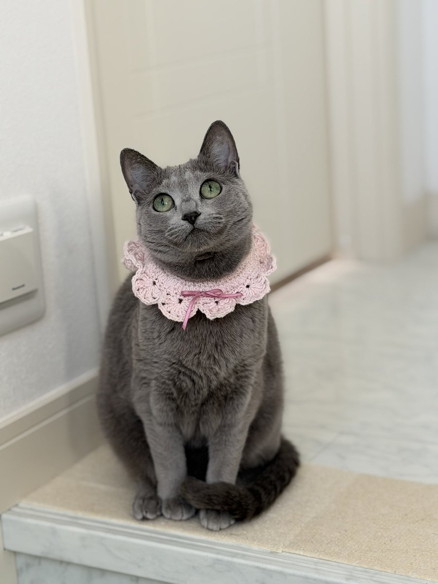 LisaLisa200601's tweet image. おはニャン😸😽

#ねこ
#ロシアンブルー
#リサリサとリリー
#ねこのきもち