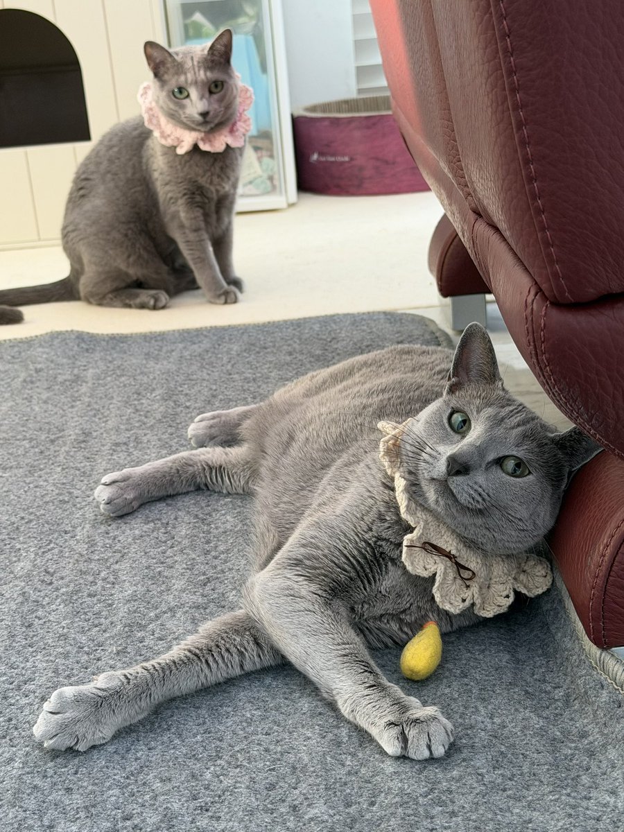 LisaLisa200601's tweet image. おはニャン😸😽

#ねこ
#ロシアンブルー
#リサリサとリリー
#ねこのきもち