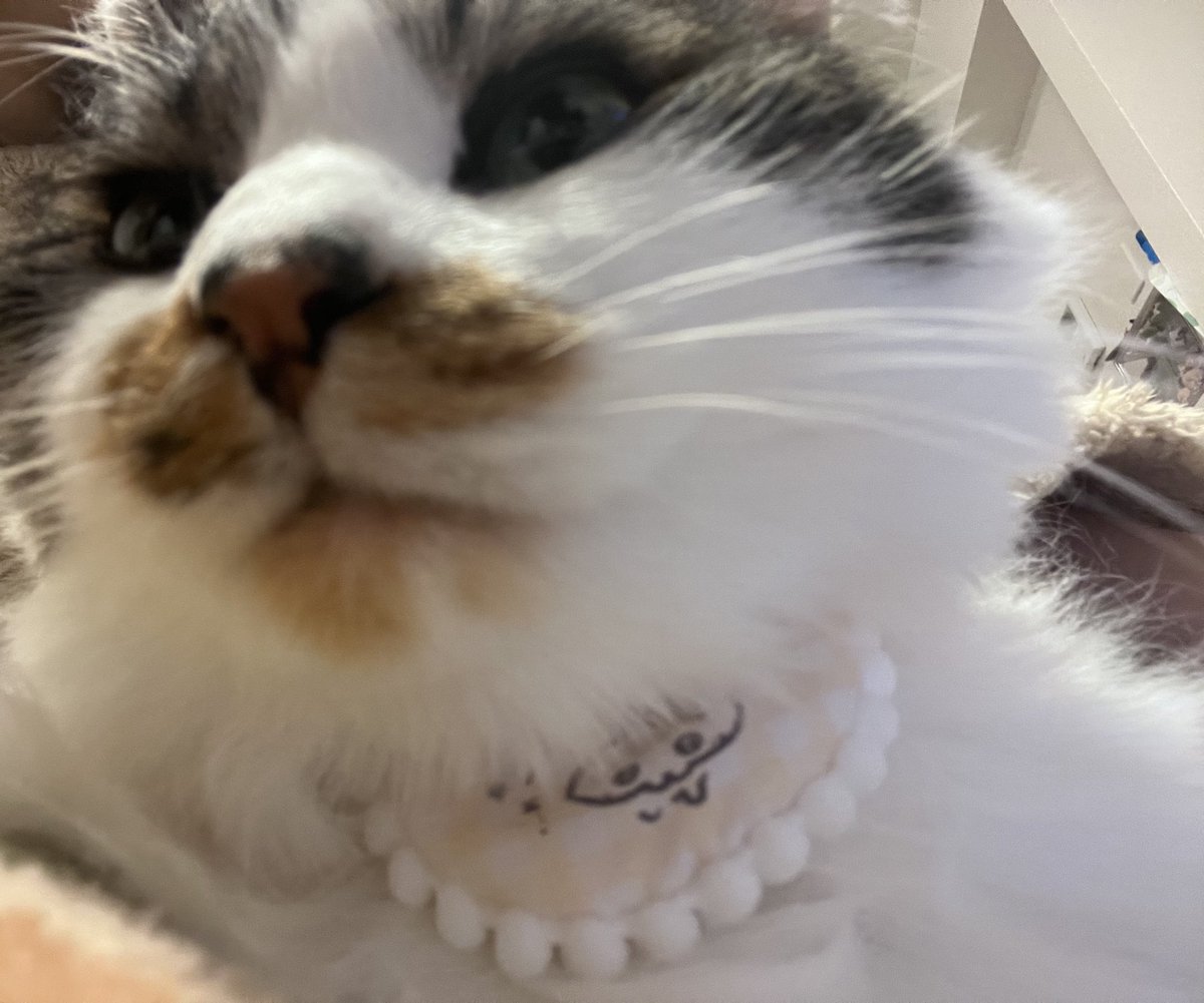tomau_gemu's tweet photo. ニートになっちゃった😸 https://t.co/gYWhWKSJwe