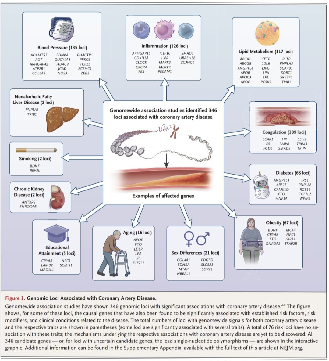 javier20ch's tweet photo. La base hereditaria de la Enfermedad Arterial Coronaria. 🫀💥🧬
📄2026 Review @NEJM 💯
🔶️La EAC no es solo HTA, DM o tabaquismo. La genética explica una parte sustancial del riesgo, desde mutaciones raras hasta cientos de variantes comunes.👨‍🔬🔎
🔶️Forma monogénica clásica: hipercolesterolemia familiar (HF), ≈1/250 personas. Genes: LDLR, APOB, PCSK9. 🧬💥👥️
🔶️A igual LDL, el riesgo coronario es 📈2–3 mayor si hay variante genética. Por eso HF ≠ hipercolesterolemia común.
🔶️El diagnóstico genético permite:
▪️ Tratamiento más agresivo.
▪️Metas de LDL más bajas.
▪️Tamizaje en cascada familiar.
🔶️El mayor peso poblacional no es monogénico, la EAC es principalmente poligénica: 340 loci genéticos identificados por GWAS. 🤯🧬
🔶️Estos genes afectan múltiples vías: metabolismo lipídico, inflamación, TA, función endotelial, Diabetes, obesidad y coagulación.📈🔥
🔶️Puntajes de riesgo poligénico (PRS): no miden una mutación, sino la suma de cientos de variantes pequeñas. Las personas en el 5% más alto de PRS tienen un riesgo de EAC 3–5 veces mayor que el promedio. El riesgo relativo del PRS multiplica el riesgo absoluto del score clínico. ⚠️🧐
🔶️Genética ≠ destino. Un estilo de vida saludable puede atenuar significativamente un PRS alto. Pacientes con PRS alto obtienen mayor beneficio absoluto y relativo con estatinas, iPCSK9. 💊💉

📄🆓️⤵️
DOI: 10.1056/NEJMra2405153
https://t.co/wjX8YbDStd