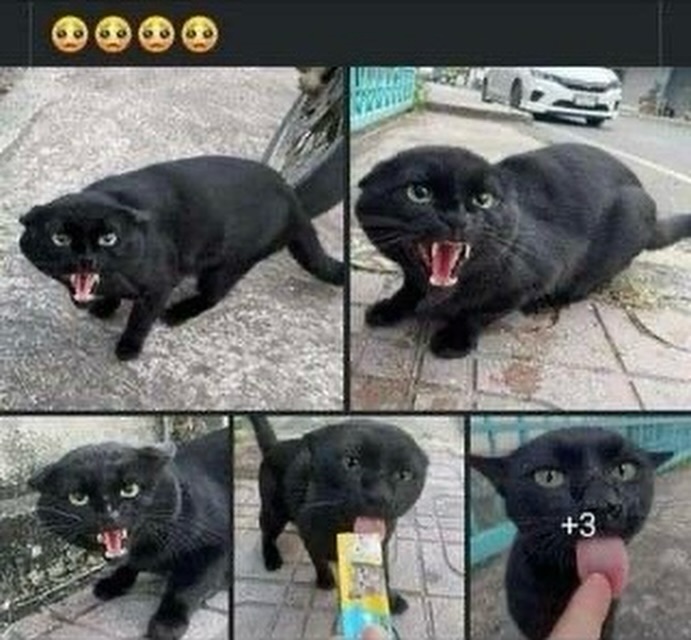 Punch Cat (@punchingcat) on Twitter photo 