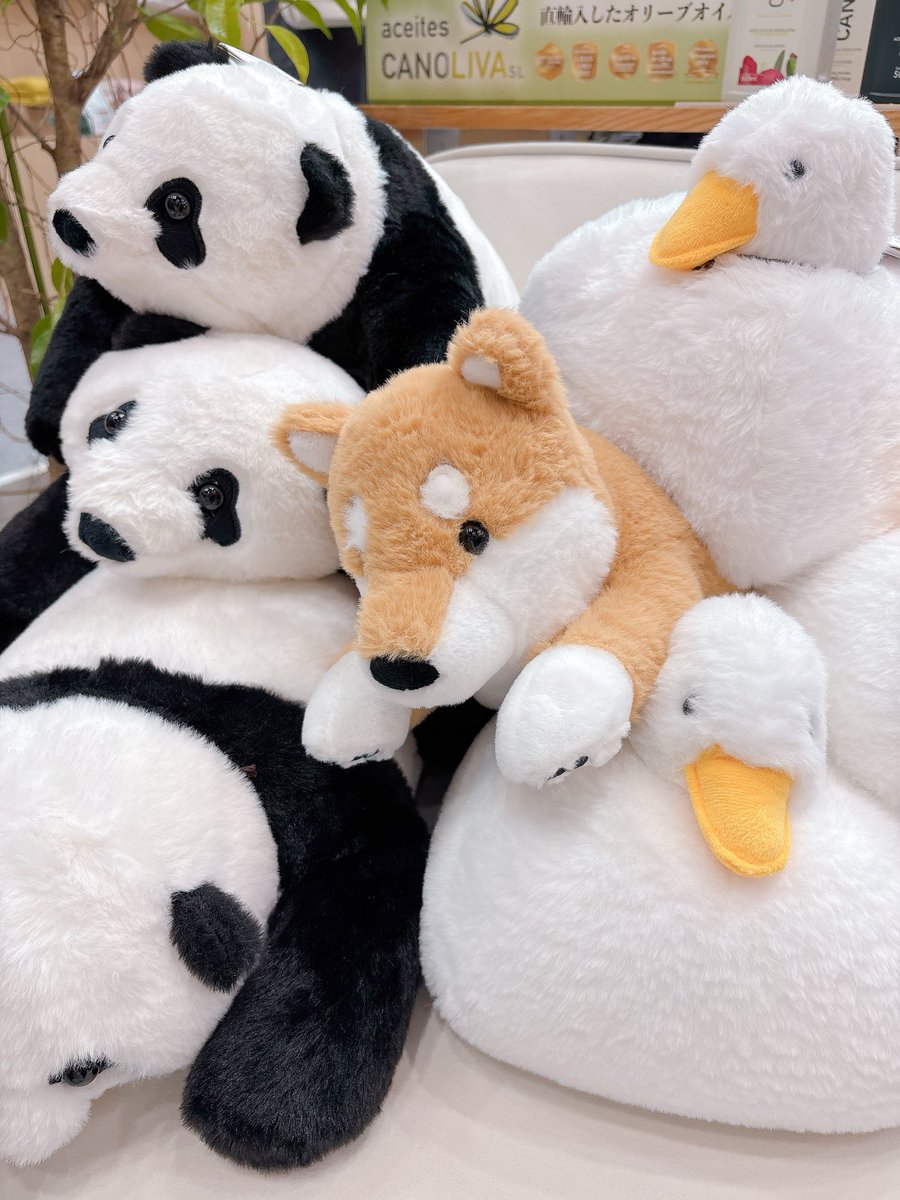 プレーリードッグ【公式】 tweet media