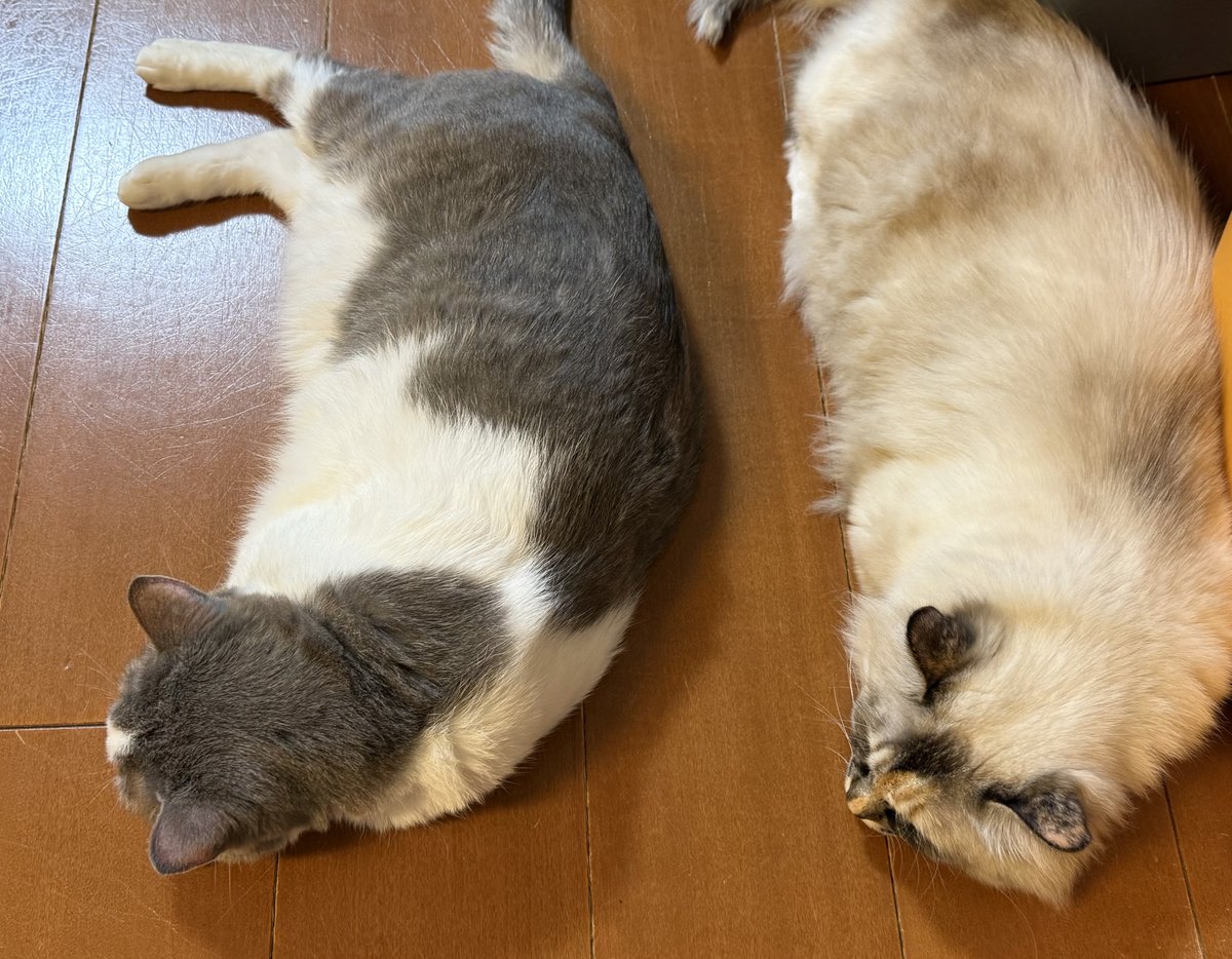 いずもん/まろ様＊mfmf (@7nfxwoi3F8lSqHU) / Posts / X