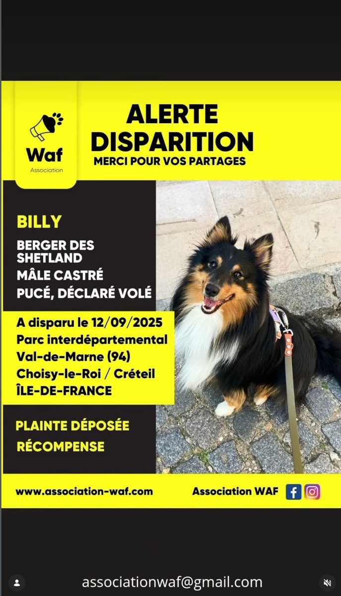 📷 BILLY A DISPARU APRÈS UNE ATTAQUE DANS LE VAL-DE-MARNE (94 – ÎLE-DE-FRANCE)
📷 Sa famille le cherche sans relâche depuis des mois.
📷 Billy, berger des Shetland
📷 Mâle pucé, 2 ans et demi – 9 kg
📷 A disparu le 12 septembre 2025 vers 20h
📷Parc interdépartemental