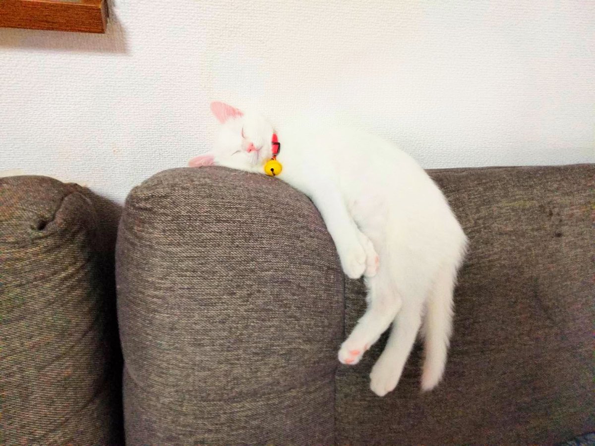 <a href="/nekokolife/">Cat is life ~猫は人生~</a> 個性的な寝相の子猫🐾