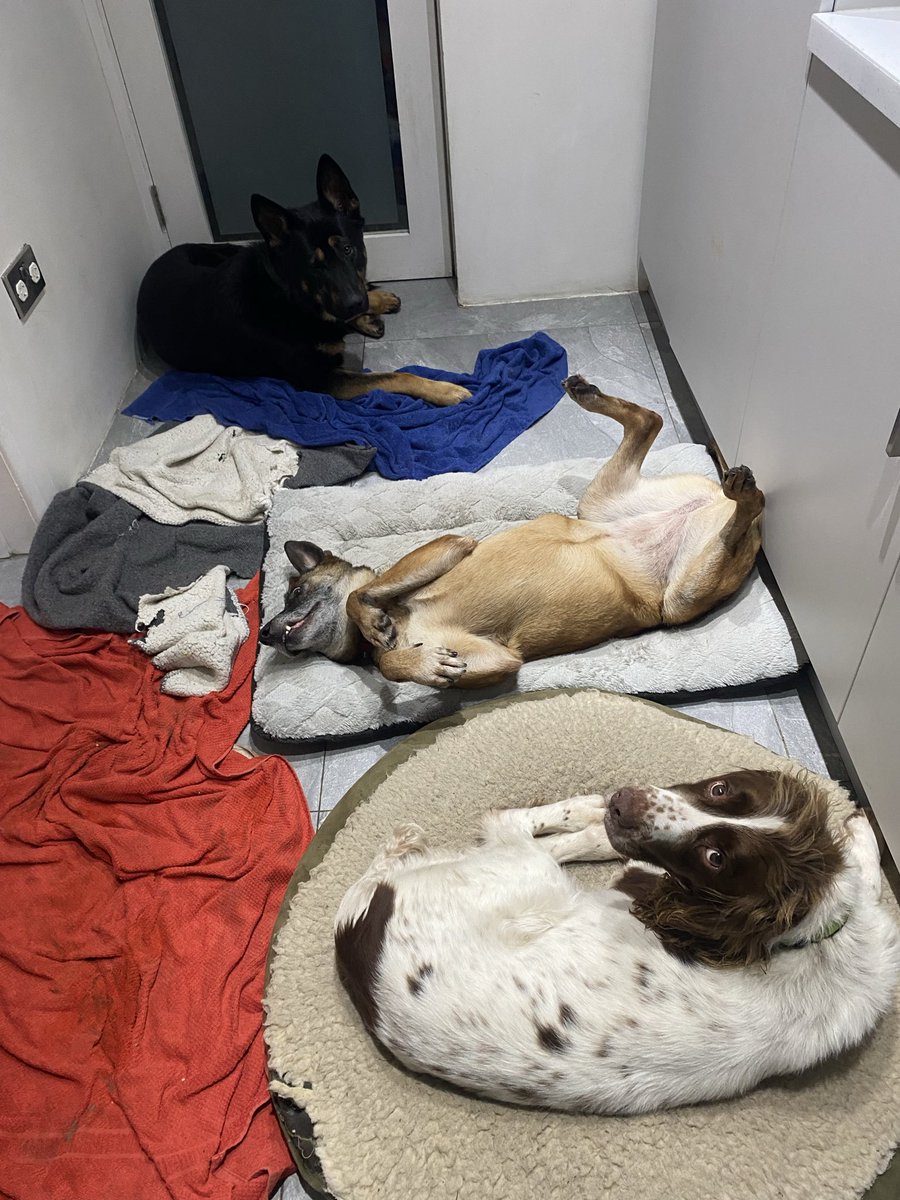 AlanC 🇮🇪🇺🇦 tweet media