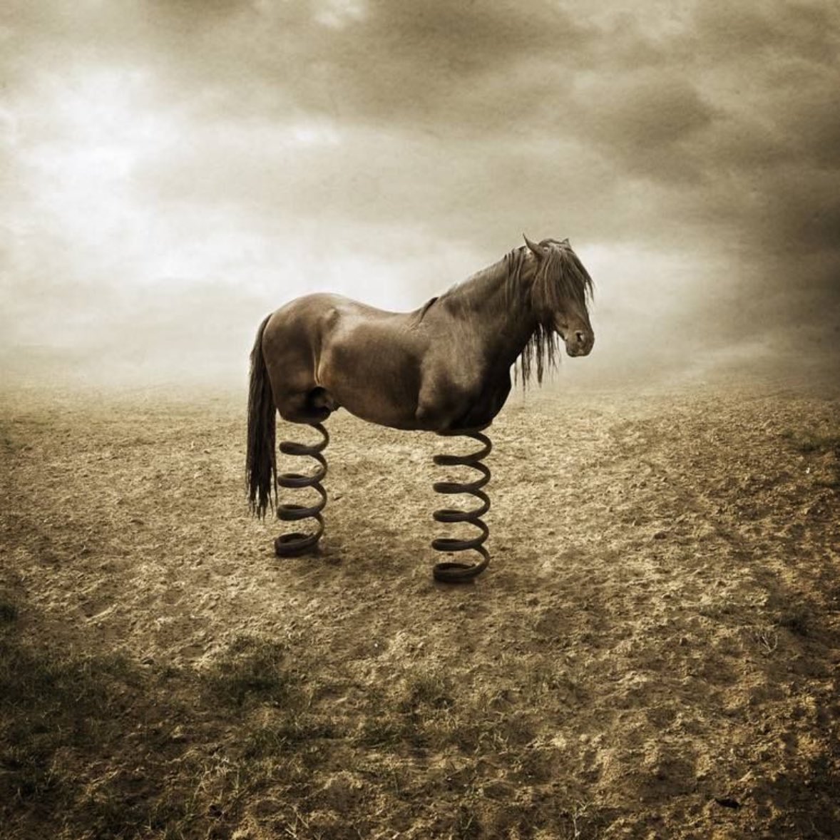 horse tweet media