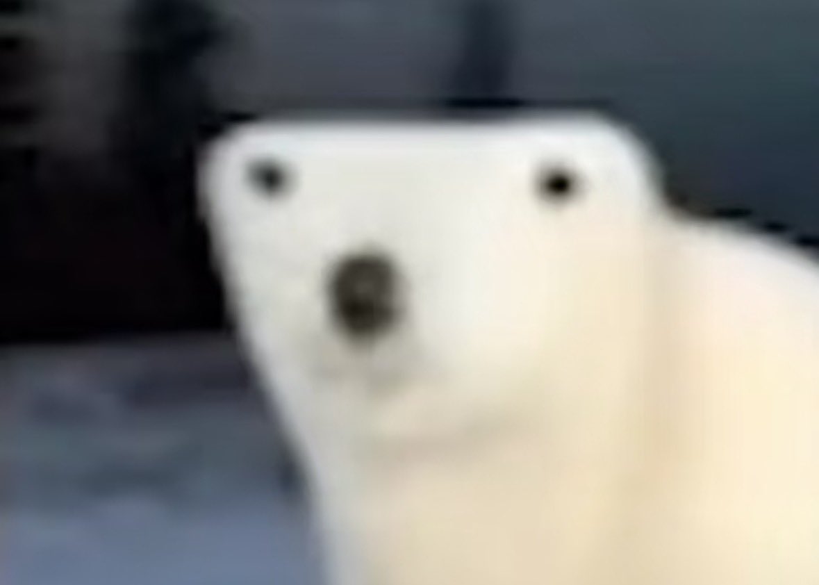 twaniimals's tweet image. 