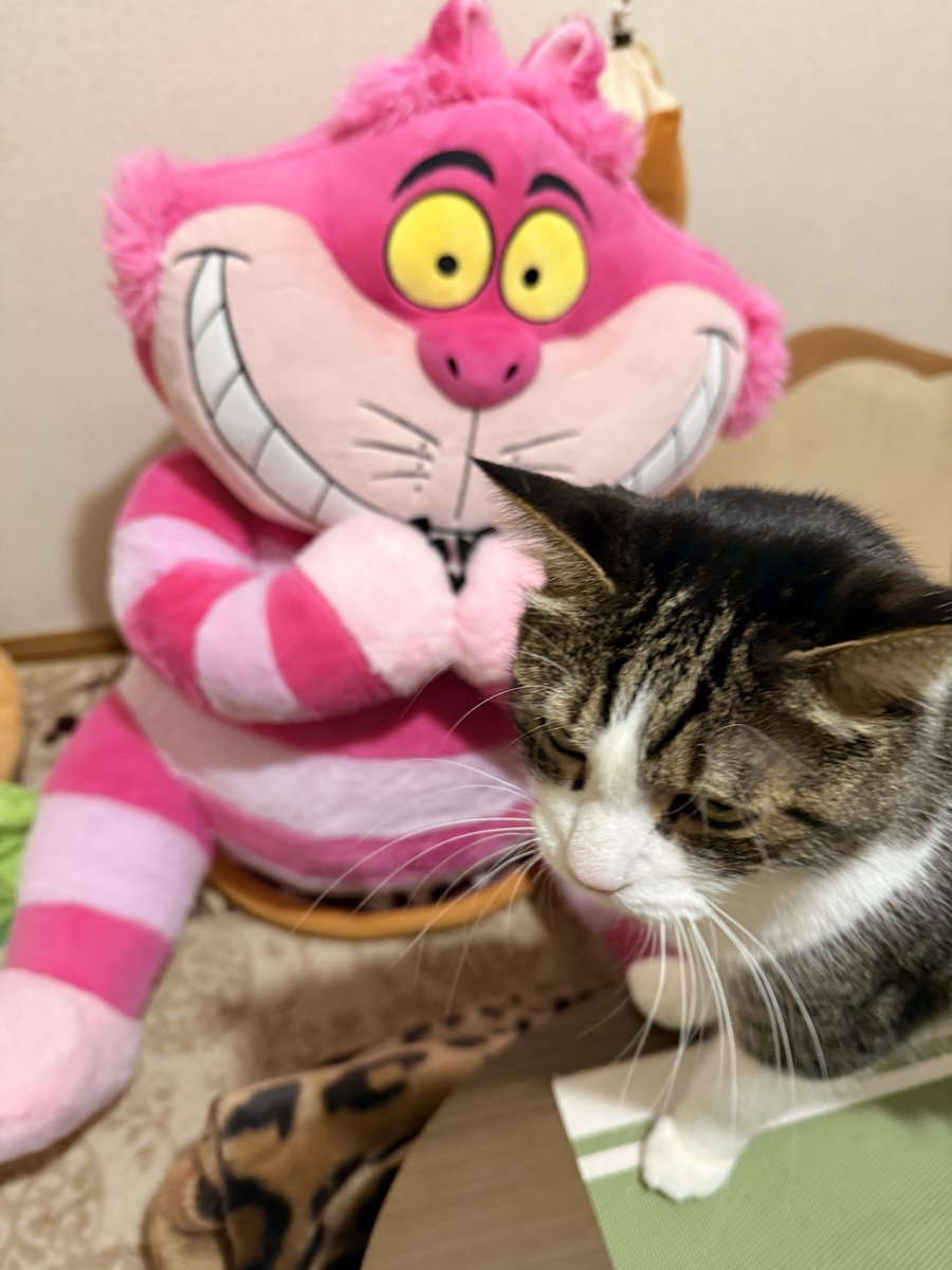 みけねこ🐈チェシャ猫さんのストーカー (@cheshirecat_m2) / Posts / X