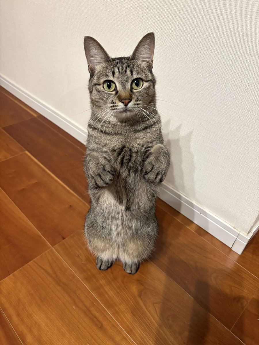 すずつむふう【我が家の可愛い猫's】 (@kagisuzu0531) / Posts / X