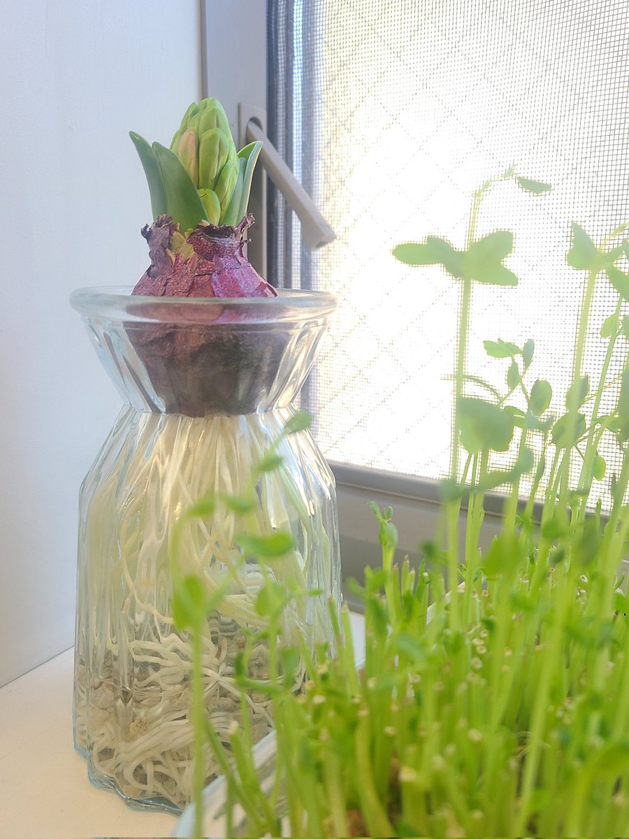 MiiiEdu's tweet photo. ＼ヒヤシンス成長記録／

🌱葉の部分が出てきて
🌱蕾が出てきて
🌱色づいて
🌱開花🌼

毎朝30秒、朝食前に親子で観察してきました✨
小さな時間の積み重ねが子どもたちの観察眼を養うのです😊

#STEAM教育 #探求学習 #子育て #小1 #年中 https://t.co/SMIfNeLou5