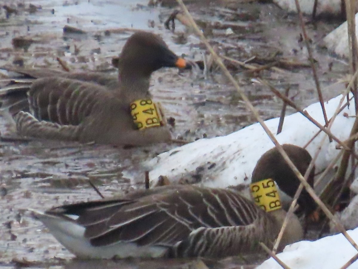 #福島潟オオヒシクイ情報　
2026年2月6日の調査結果です
 オオヒシクイ　3700羽
 マガン　　　　2000羽
 コハクチョウ　1000羽
 オオハクチョウ　4羽
体感では２月に入りガンが少し減った感じでしたが、１月が多すぎたのですね、結構います（な
白鳥はあまり飛ばず、見えたぶんだけのカウントです。