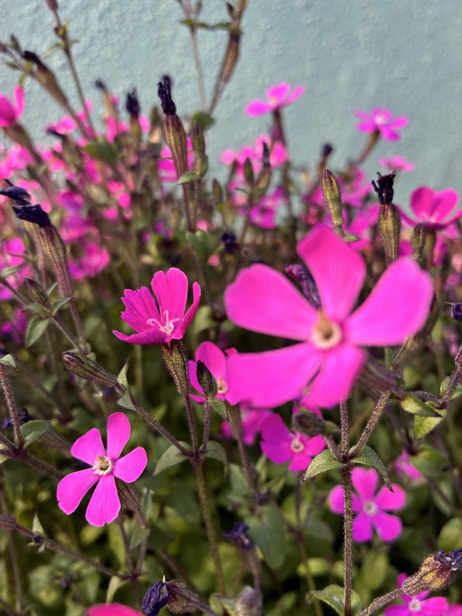 こんにぴあ

寒い日が続いてますが
春の気配も　少しづつ

さて先週(1/26〜1/30)の相談は
電話　29件
メール　1件
手紙　1件
面会　1件　でした