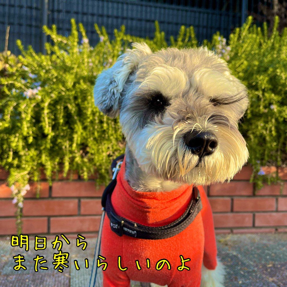 ☀️天気予報🌤️によると🌨️
#ミニチュアシュナウザー
#犬好きさんと繋がりたい
#犬のいる暮らし