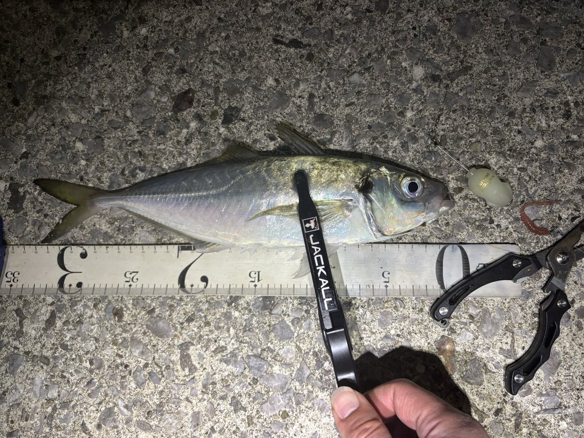 ichimiyan0129's tweet image. 昨夜はアジの注文もあり、気合を入れてアジングしてきました！
遠浅エリアをLGフロートを使って攻略！
最大サイズ33センチも出て、ミッションコンプリート！