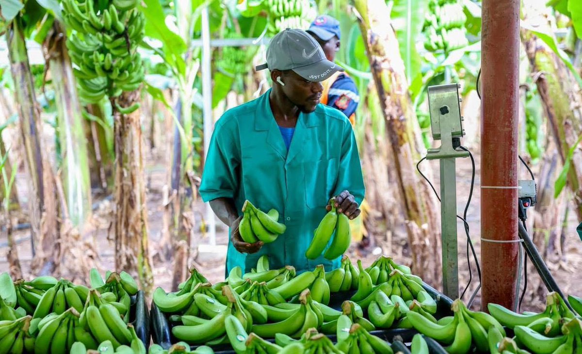 J’ai accompagné, en début d’après-midi à Tambacounda, le Président de la République dans la poursuite de sa tournée économique, marquée par la visite de l’exploitation agricole du Groupe Yellitaare.

Cette visite illustre concrètement notre vision du développement agricole,