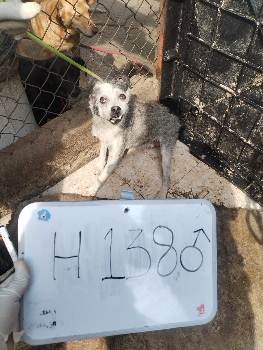 EscuadronSalchi's tweet photo. Las fotos del “Rescate del siglo” que el gobierno no quiere que veas.
Se siguen filtrando fotos desde la indignación de trabajadores que solo reciben órdenes, muchos de ellos con pocos insumos y bajo amenazas.
Un operativo hecho "con las patas" como si se tratara de mercancía las vidas que estuvieron sometiendo de forma salvaje y brutal, utilizando sogas de ahorcamiento.
Las imágenes dicen más que mil palabras, caritas aterradas, cuerpos arrastrados y números que marcan seres vivos como objetos.
¿Y nos quieren hacer creer que al tratarlos de esa manera, no hubo vidas perdidas durante el traslado?
Esto es MALTRATO ANIMAL FLAGRANTE
@ClaraBrugadaM 
@GobCDMX 
¿Quién se va responsabilizar por las vidas perdidas y por tanto daño?
JUSTICIA PARA LOS FRANCISCANOS.