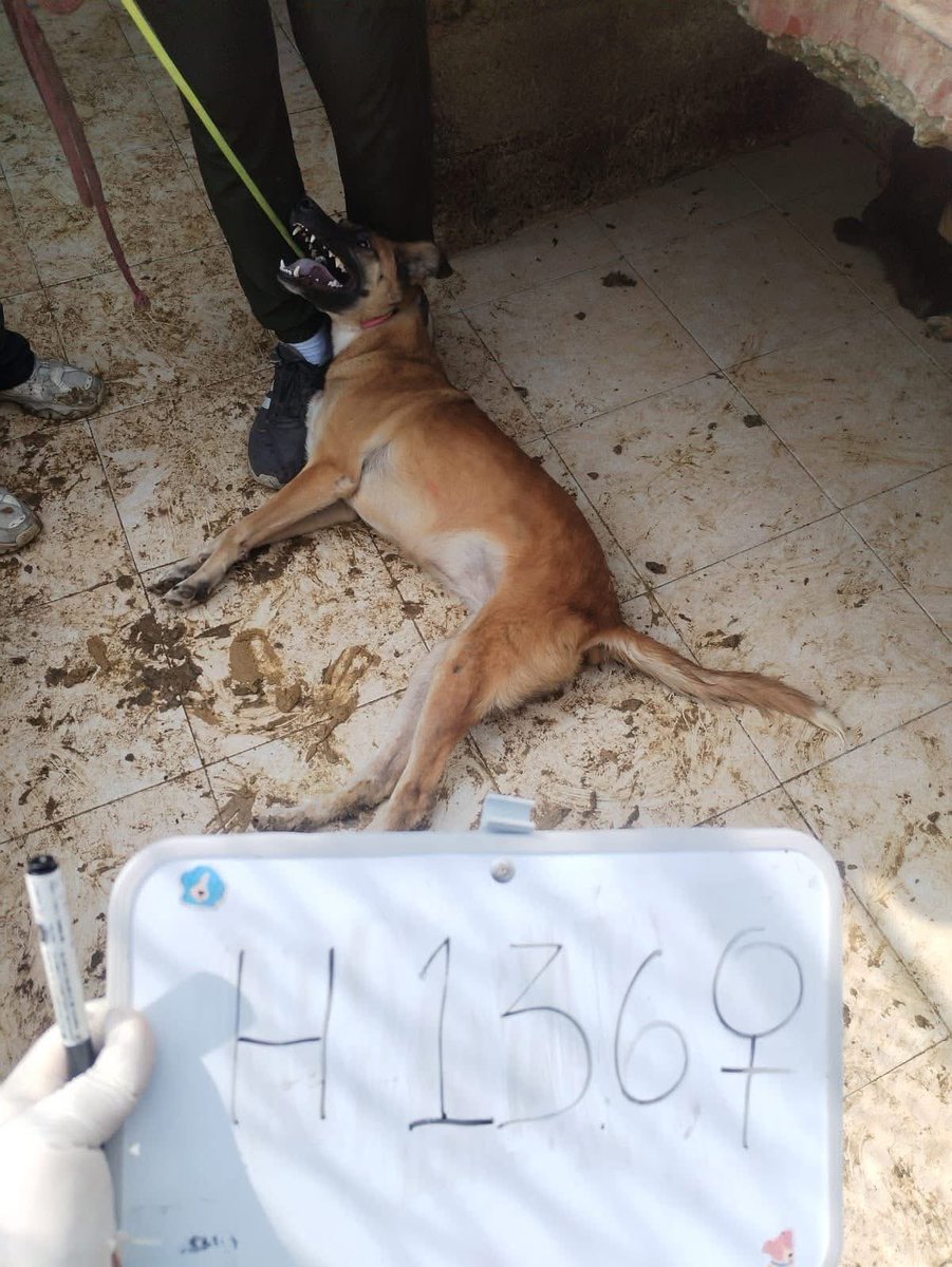 EscuadronSalchi's tweet photo. Las fotos del “Rescate del siglo” que el gobierno no quiere que veas.
Se siguen filtrando fotos desde la indignación de trabajadores que solo reciben órdenes, muchos de ellos con pocos insumos y bajo amenazas.
Un operativo hecho "con las patas" como si se tratara de mercancía las vidas que estuvieron sometiendo de forma salvaje y brutal, utilizando sogas de ahorcamiento.
Las imágenes dicen más que mil palabras, caritas aterradas, cuerpos arrastrados y números que marcan seres vivos como objetos.
¿Y nos quieren hacer creer que al tratarlos de esa manera, no hubo vidas perdidas durante el traslado?
Esto es MALTRATO ANIMAL FLAGRANTE
@ClaraBrugadaM 
@GobCDMX 
¿Quién se va responsabilizar por las vidas perdidas y por tanto daño?
JUSTICIA PARA LOS FRANCISCANOS.