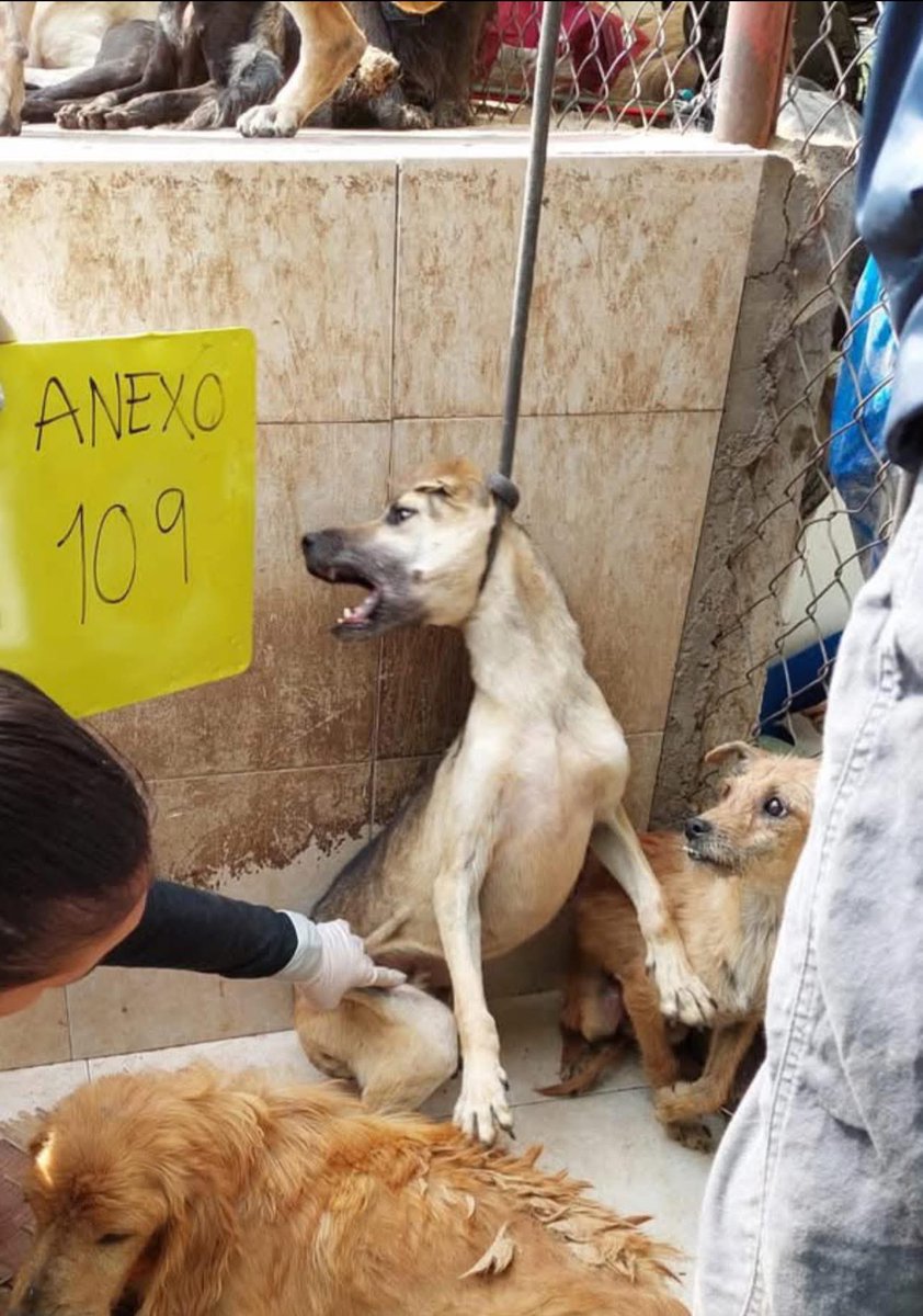 EscuadronSalchi's tweet photo. Las fotos del “Rescate del siglo” que el gobierno no quiere que veas.
Se siguen filtrando fotos desde la indignación de trabajadores que solo reciben órdenes, muchos de ellos con pocos insumos y bajo amenazas.
Un operativo hecho "con las patas" como si se tratara de mercancía las vidas que estuvieron sometiendo de forma salvaje y brutal, utilizando sogas de ahorcamiento.
Las imágenes dicen más que mil palabras, caritas aterradas, cuerpos arrastrados y números que marcan seres vivos como objetos.
¿Y nos quieren hacer creer que al tratarlos de esa manera, no hubo vidas perdidas durante el traslado?
Esto es MALTRATO ANIMAL FLAGRANTE
@ClaraBrugadaM 
@GobCDMX 
¿Quién se va responsabilizar por las vidas perdidas y por tanto daño?
JUSTICIA PARA LOS FRANCISCANOS.