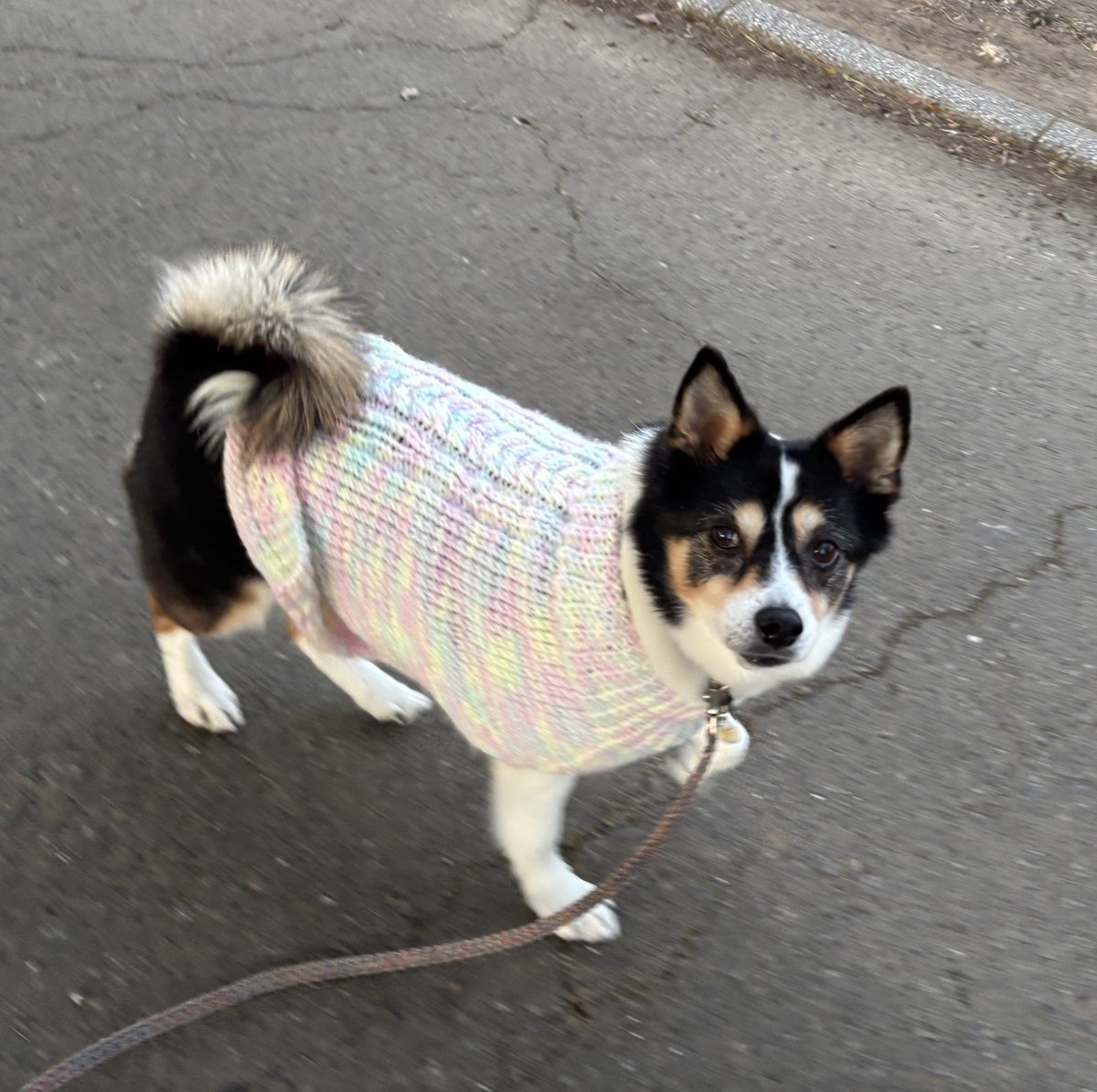 乙女ちゃんです
お洋服はお友達が編んでくれました