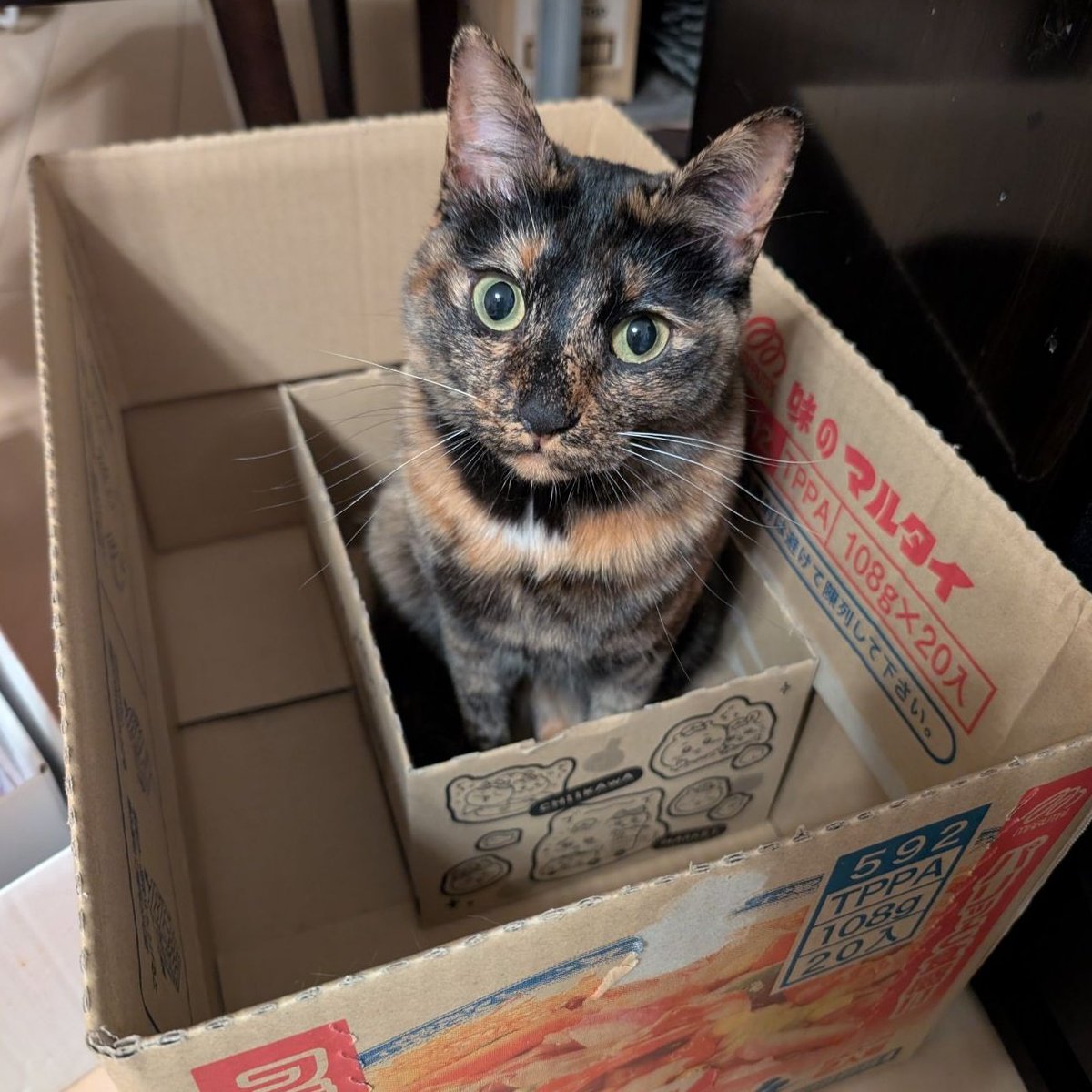 にゃんこさん❤️ Post by にゃんこ先生🐱 ̖́-(猫類） on X: かわええな