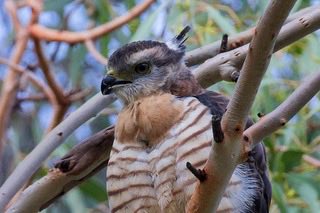 Pacific Baza:
One of two juveniles being fed by parents at Swanbank earlier this week.

*formerly known as Crested Hawk