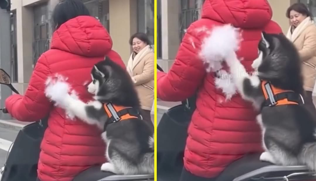 DiloConPerritos's tweet photo. Un husky llamó la atención durante un paseo en motoneta. Iba sentado atrás, bien acomodado, como si ya tuviera experiencia de copiloto.

Pero a mitad del camino pasó algo curioso. El perro empezó a jalar el abrigo de la conductora, como si estuviera quitando un sucio que encontró ahí pegado.

En cuestión de segundos, el relleno comenzó a salir y a volar por el aire, como si la calle se hubiera llenado de algodón.

Mientras tanto, él seguía tranquilo, feliz y disfrutando el paseo, convencido de que estaba ayudando.

Para el husky, el viaje fue perfecto. Para el abrigo… no tanto.