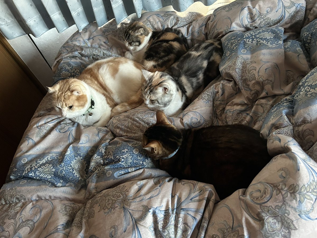 🍓あっこちゃんねる🍓 (@akkochan0615) / Posts / X