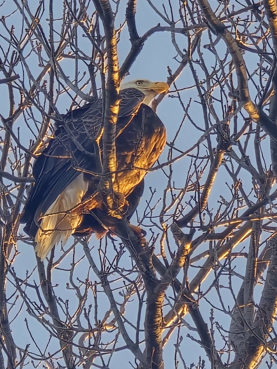 Ummmm this was in a tree in my front yard when I got home today😱
