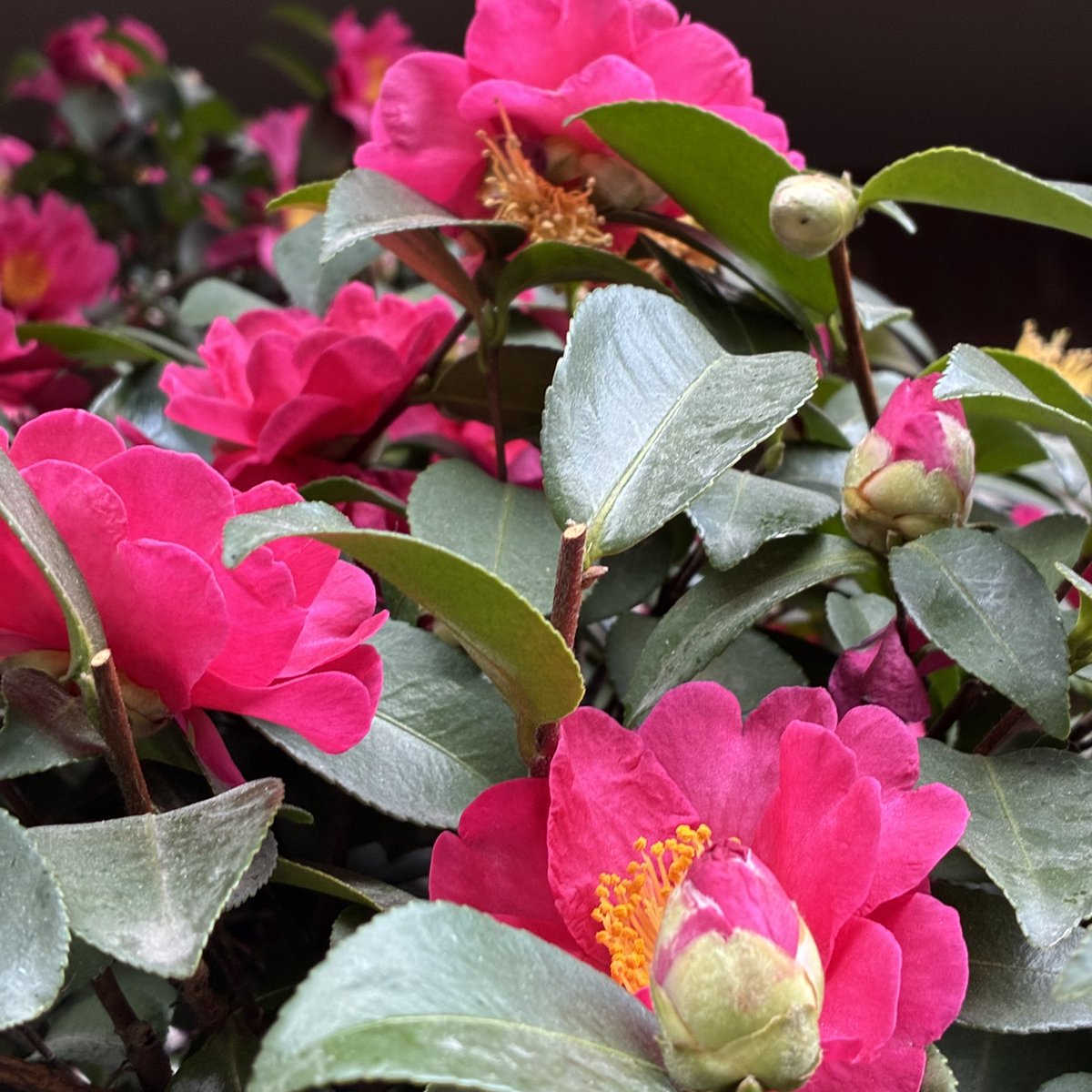 ＼おはよう☀サンビー／
会社近くで見かけた椿が見ごろでした💮
鮮やかな濃いピンクがとてもかわいらしいです☺️
今日頑張れば週末ですね！
寒いのでぼちぼちがんばっていきましょう～⛄